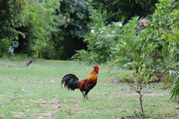 Bantam beautiful pets  