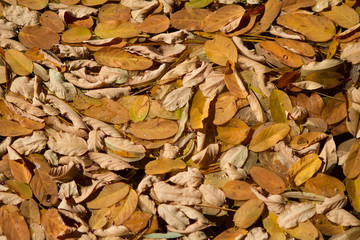 background autumn leaves on ground