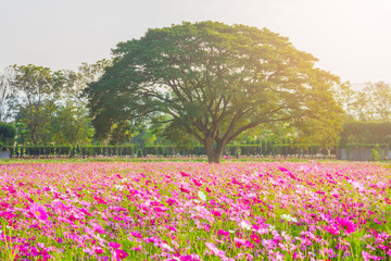 A field of cosmos with giant tree, Mountain in the background..Beautiful cosmos flowers field at...