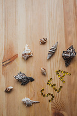 Seashells on a wooden background