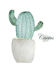 Watercolor painting of cactus in pot