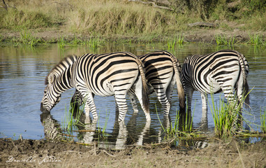 Zebras drinking water