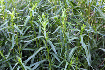 tarragon