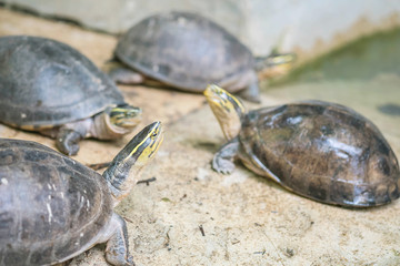 Closeup turtle in pond at the zoo textured background