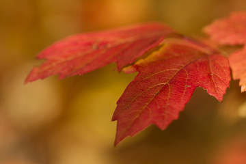 red autumn leave