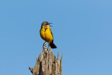 Yellow Wagtail sitting on the old dry tree