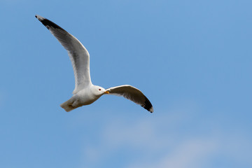 Bird Common Gull fly in the blue sky.