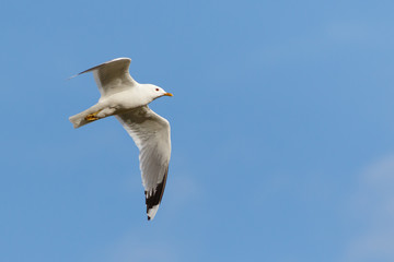 Bird Common Gull fly in the blue sky.