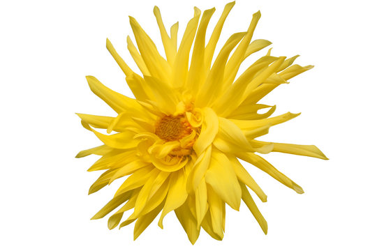 Fototapeta yellow dahlia big beautiful on a white background