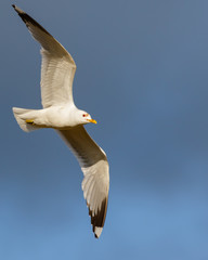 Bird Common Gull fly in the blue sky.