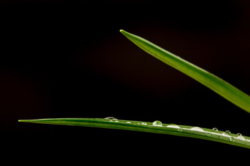 Green fresh grass with dew drops, macro view on black background