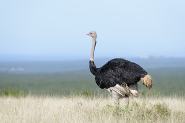 Common Ostridge, Addo Elephant National Park