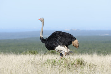 Common Ostridge, Addo Elephant National Park