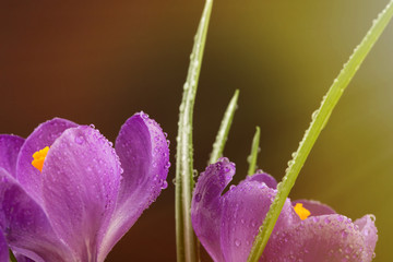 Macro view of a beautiful crocus flower