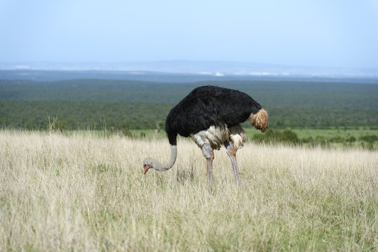 Common Ostridge, Addo Elephant National Park