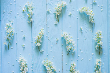 Spring nature pattern background with white blossoms on blue pastel wooden planks. Floral concept. Flat lay, top view, copy space.
