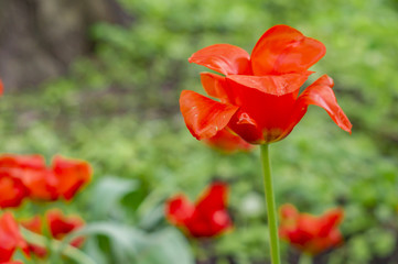 red tulip