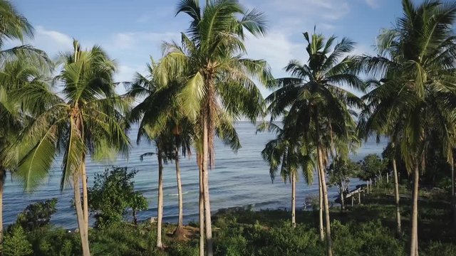 Aerial shot of palm trees and sea. Pedestal movement. Philippines. Bohol 2017.