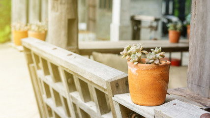 decking and plant with small garden decoration.