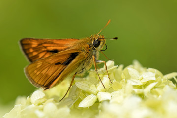 Rostfarbiger Dickkopffalter