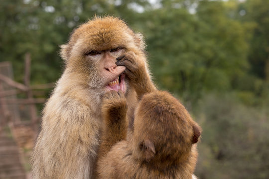 monkey