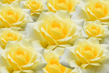 Beautiful pale yellow-white rose isolated on black background