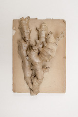 Herbarium der Früchte
Ginger auf braunem Papier