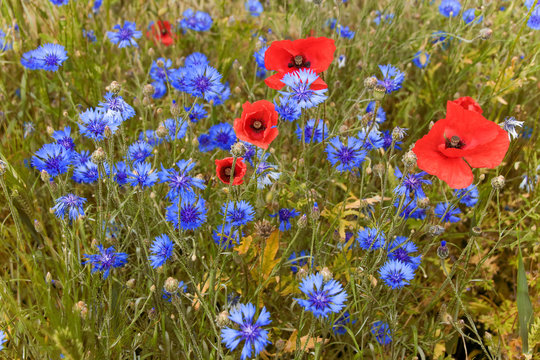 Kornblumenfeld, Kornfeld, Mohnblumen