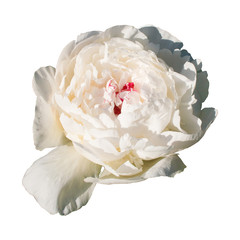 Blossoming white peony  isolated on white background