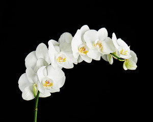 Delicate orchid branch blossoming with large white flowers on black background. Blooming twig of Phalaenopsis orchid flower.