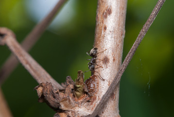 ant worker on a branch close-up,