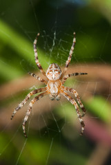 Spider male waiting for the victim close-up, garden-spider on web