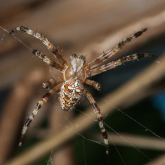 Spider male waiting for the victim close-up, garden-spider on web