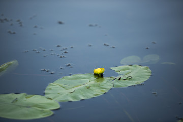 Frog on a waterlily leaf in Danube Delta, Romania, in a summer day - obrazy, fototapety, plakaty