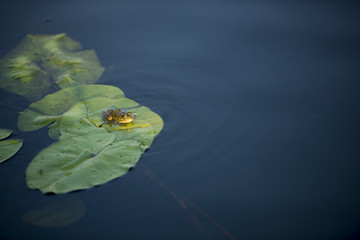 Frog on a waterlily leaf in Danube Delta, Romania, in a summer day