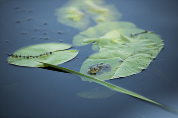 Frog on a waterlily leaf in Danube Delta, Romania, in a summer day
