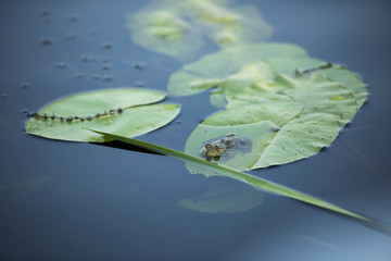 Frog on a waterlily leaf in Danube Delta, Romania, in a summer day
