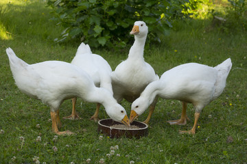 white geese
