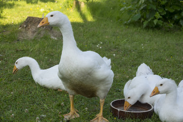 white geese