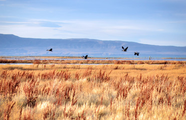 A flock of flying birds ibises, a yellow grass, a sunset on the background of a mountain and a lake. Patagonia. Laguna Nimez - 159418837