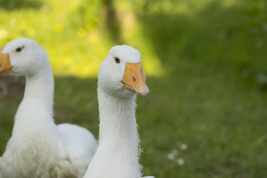 white geese