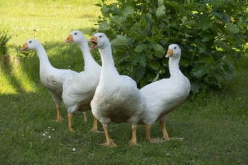 Obraz premium white geese