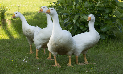 white geese
