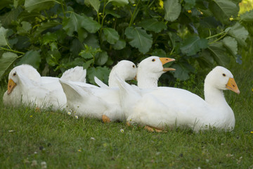 white geese