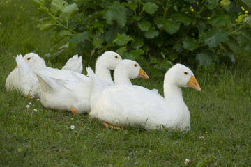 white geese