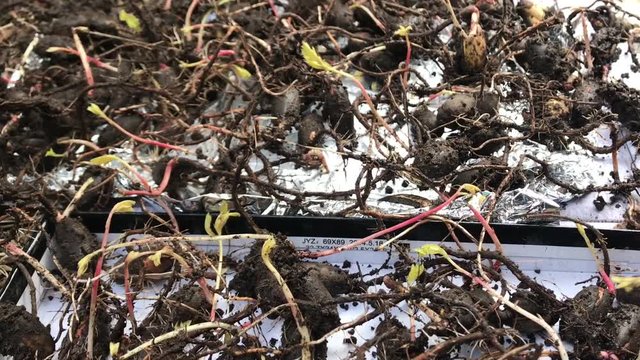 Oak seedling seed sprout green sprout, roots and leaf. Close-up, a lot of oak seeds. Planting trees, wood. Plant a tree natural, eco share, nature, plant, growth, branch, botany. HD Video