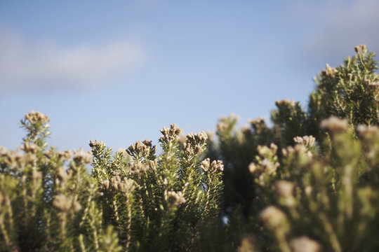 flower buds + sky