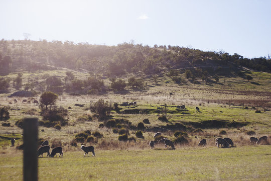 mountainside sheep