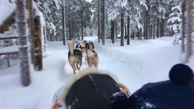 Riding husky sledge in Lapland landscape