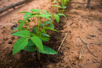 Nut plants are growing.